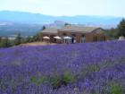 Mt. Shasta Lavender Farms: www.mtshastalavenderfarms.com