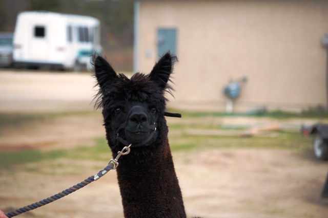 Crittervillealpaca Farms